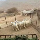 مشروع رخال مقانى