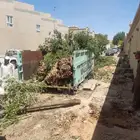 قص شجر تقطيع شجر قشع نخل غرس نخل جث نخل