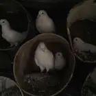 حمام فرنسي منتج