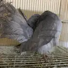 حمام شماسي هولندي لافندر