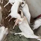 المظيلف عرض مميز سبع من المعزاء دفيع
