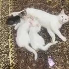 ققط سليم من الأمراض