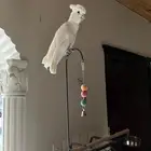 للبيع طير كوكاتو