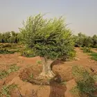 شجر زيتون معمر