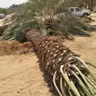 قلع وتوريد النخل العربي