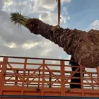 نخل