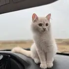 قط العمر حول الثلاث اشهر