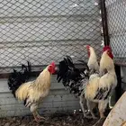 دجاج وديوك براهما تم البيع