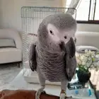 كاسكو