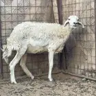 نعجه للبيع العمر سديس وصحتها لك عليها شوي