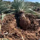 يوجد لدينا جميع انواع النخيل فروخ وجثاث وانا قايل