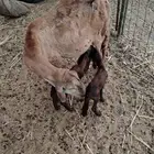 نعجه سواكنيه معاها اثنين. (( تم البيع خارح الموقع))