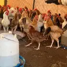 دجاج بلدي