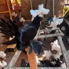 حمام رقاص