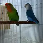 جوز روز