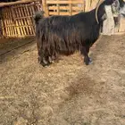 للبيع عنز عارضيه كفو دافع تتمم الببييع