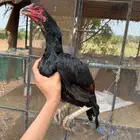 دجاج باكستاني سندي