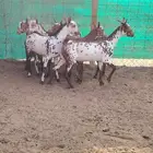 تيوس محايليه جم مقفلة شحم