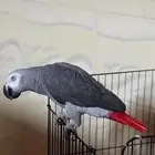كاسكو