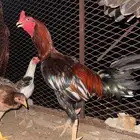 دجاج باكستاني سندي
