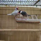 جوز جاوا وا جوز زيبرا هولندي