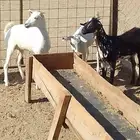 جفار 4 شهور تم البيع