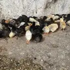 دجاج او كتاكيت للبيع تجزيه اوجمله