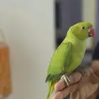 دره أليف مافيها عض ابد تقبل المسح كامل الجسم