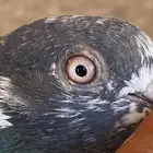 جوز حمام باكستاني