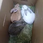 أرانب للبيع (( تم البيع ))