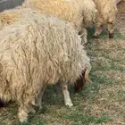 خرفان نعيم و هرافي