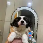 Maltese puppies for sale
