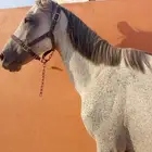 خيل شعبي للبيع