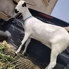 عنز بيشية دافع