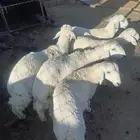 خرفان عمر 5 شهور واكثر الا واحد 4شهور