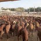 نعيمى وسواكن وصل المزاحمية يا اهل الطيب