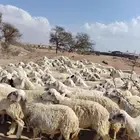 غنم حريه حرش مراح وحد قطعه وحده العداد 110البيع قريب