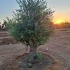 زيتون معمر وفي احجام اصغر وفي شتلات