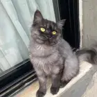 قطة للتبني
