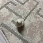 روز البينو
