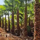 لبيع انخل الواشنطن لبيع نخيل الواشنطن لبيع نخيل الواشنطونيا