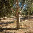 أشجار زيتون ونخل مثمرللبيع