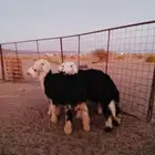 طليان نجد البيع