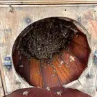 نحل بلدي وعسل