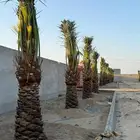 السلام عليكم يوجد لدينا جميع انواع النخل صقعي ومجدوله وهل