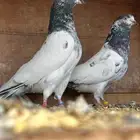 حمام باكستاني