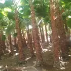 مشاتل طريق الجبيل مشاتل الدمام