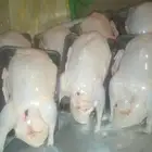 سلام عليكم اسعد الله مساكم بكل خير عندي فراخه بط طيبه بالح