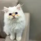 شيرازي كتن