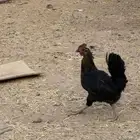 دجاج